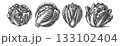 Vintage Hand-Drawn Radicchio Illustration, 133102404