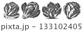 Vintage Hand-Drawn Savoy Cabbage Illustration,  133102405