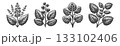 Vintage Hand-Drawn Tobacco Illustration,  133102406