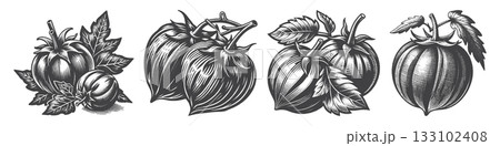 Vintage Hand-Drawn Tomatillo Illustration,  133102408