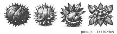 Vintage Hand-Drawn Sweetgum Illustration, 133102409
