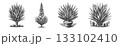 Vintage Hand-Drawn Yucca Illustration, Desert Plant Engraved Vector for Botanical and T-Shirt Design 133102410