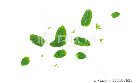 Falling Mint Leaf Set Isolated, Flying Fresh Menthol Leaves, Green Spearmint Falling Mint Leaf Set Isolated, Flying Fresh Menthol Leaves, Green Spearmint 133102623