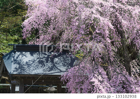 楽翁桜 南湖神社 春の風景 楽翁桜 南湖神社 春の風景 133102938