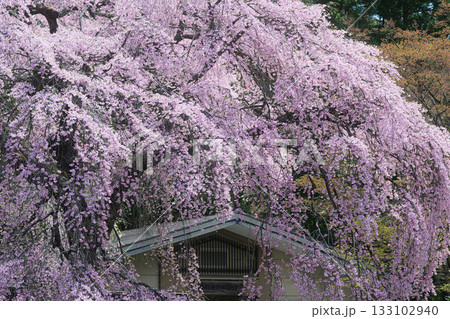 楽翁桜　南湖神社　春の風景 133102940