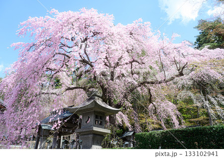 楽翁桜 南湖神社 春の風景 楽翁桜 南湖神社 春の風景 133102941
