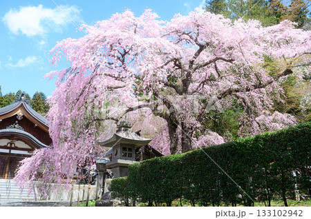 楽翁桜 南湖神社 春の風景 楽翁桜 南湖神社 春の風景 133102942