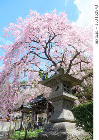 楽翁桜 南湖神社 春の風景 楽翁桜 南湖神社 春の風景 133102943
