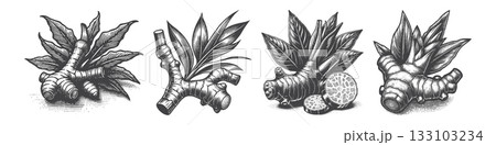 Vintage Hand-Drawn Ginger Illustration, Root Spice Engraved Vector for Herbal and T-Shirt Design 133103234