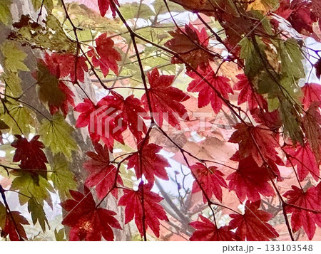 紅葉が始まったハウチワカエデ 133103548