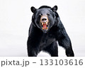 牙をむくツキノワグマ 133103616