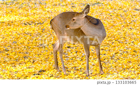 紅葉したイチョウと奈良公園の鹿 紅葉したイチョウと奈良公園の鹿 133103665