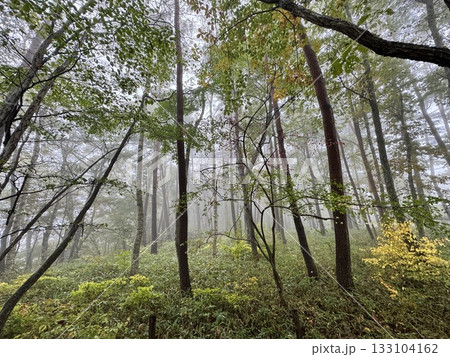 霧に覆われた森 霧に覆われた森 133104162