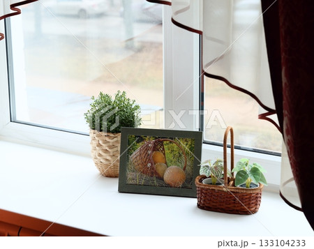 Cozy interior setting with flourishing potted plants and gentle shadows 133104233