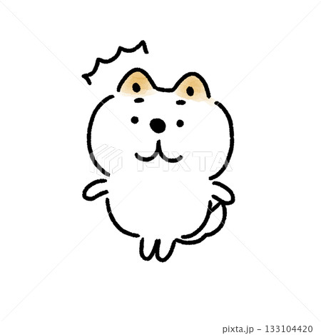 驚く白い柴犬 驚く白い柴犬 133104420