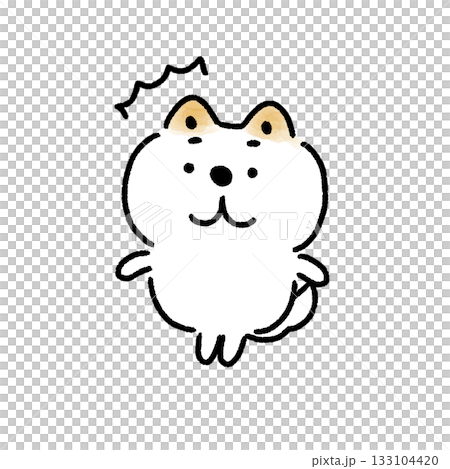 驚く白い柴犬 驚く白い柴犬 133104420