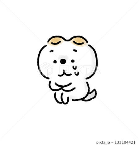体育座りで涙を流す白い柴犬 133104421