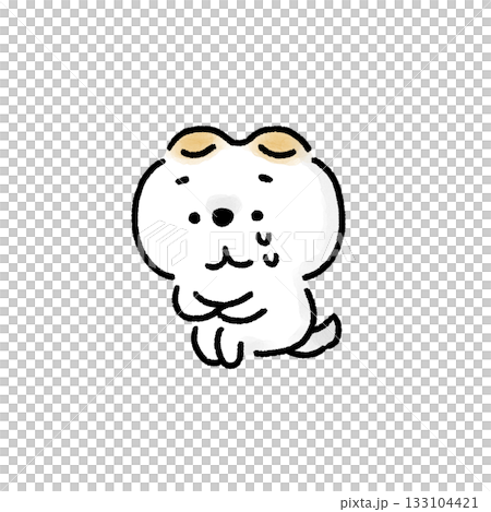 体育座りで涙を流す白い柴犬 133104421