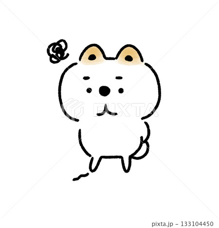 不満げな表情で俯く白い柴犬 133104450