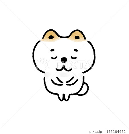 おじぎをする白い柴犬 133104452