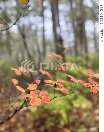 雨の森　紅葉した葉 133104517
