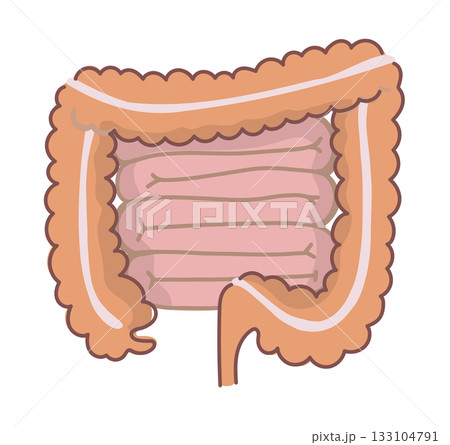 シンプルな大腸と小腸のイラスト 133104791