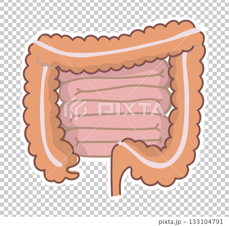 Simple illustration of the large intestine and small intestine 133104791