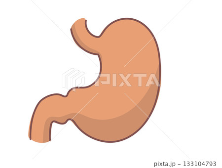 シンプルな胃のイラスト 133104793