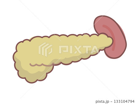 シンプルな膵臓と脾臓のイラスト 133104794