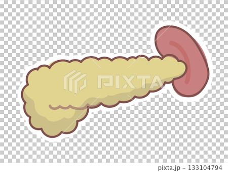 Simple pancreas and spleen illustration Simple pancreas and spleen illustration 133104794
