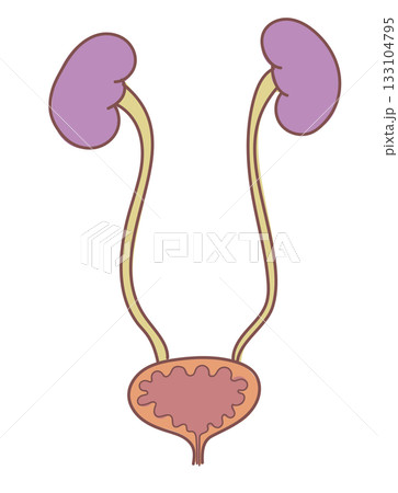 シンプルな腎臓から膀胱のイラスト 133104795