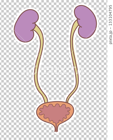 シンプルな腎臓から膀胱のイラスト 133104795