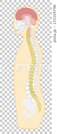 Illustration of a sideways skeleton, brain, and central nervous system 133104796
