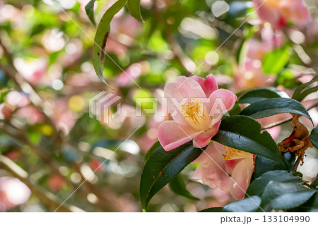 ピンクの椿の花 港の曙 ピンクの椿の花 港の曙 133104990