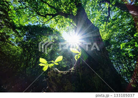 嬬恋村の初夏と緑 嬬恋村の初夏と緑 133105037