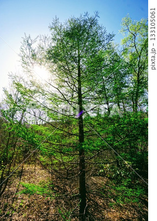 嬬恋村の新緑 133105061