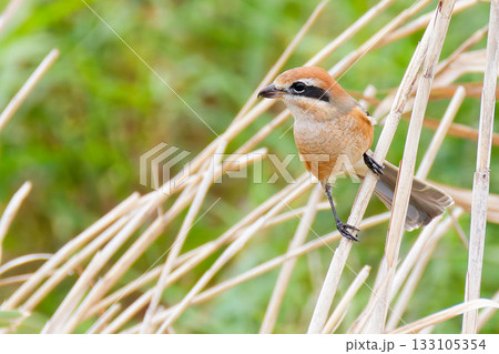 草むらの中のモズ雄 133105354
