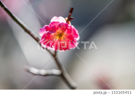 咲き始めた紅梅の花 133105451