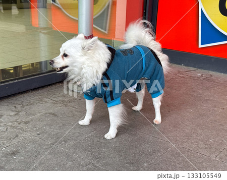White dog in blue clothing standing near shop window. Calm observation, loyalty, and tenderness of everyday urban friendship. 133105549
