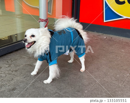 White fluffy dog in blue outfit tied outside store. Loyalty, patience, and human connection in ordinary city environment. 133105551