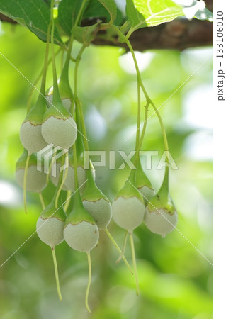 エゴの実がゆらゆら　Styrax Japonica 133106010