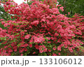 つつじ満開 133106012