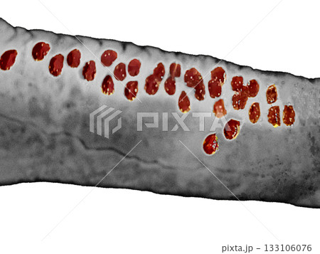 ゾンビの腕の透明なPNG、血のように赤い色調のグロテスクで不気味なイラスト - フルーツインスパイア 133106076