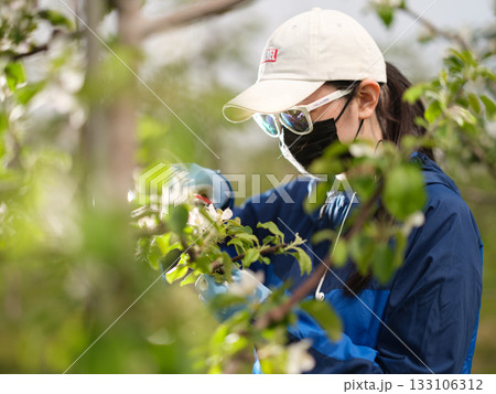 完全防備でリンゴの摘花作業をしている農家の娘 133106312