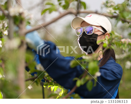 完全防備でリンゴの摘花作業をしている農家の娘 完全防備でリンゴの摘花作業をしている農家の娘 133106313
