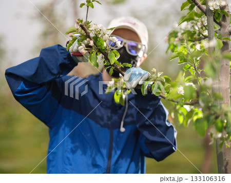 完全防備でリンゴの摘花作業をしている農家の娘 133106316