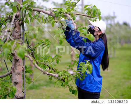 完全防備でリンゴの摘花作業をしている農家の娘 133106846
