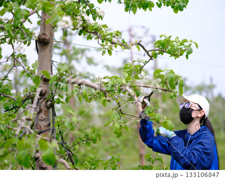 完全防備でリンゴの摘花作業をしている農家の娘 完全防備でリンゴの摘花作業をしている農家の娘 133106847