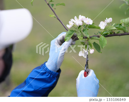 完全防備でリンゴの摘花作業をしている農家の娘 133106849