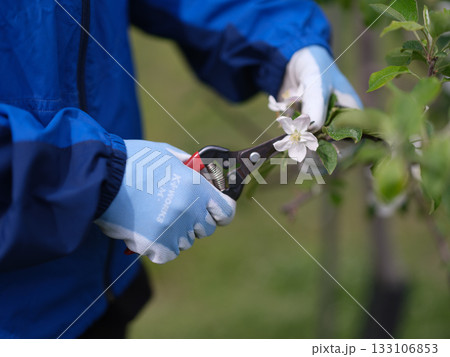 完全防備でリンゴの摘花作業をしている農家の娘 完全防備でリンゴの摘花作業をしている農家の娘 133106853